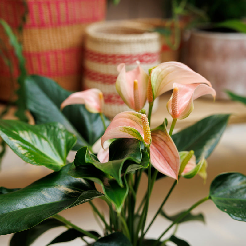 Plant Shop | Indoor Plants & Pot Shop | UK Delivery